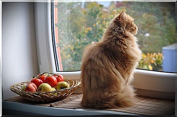 Cat by the window