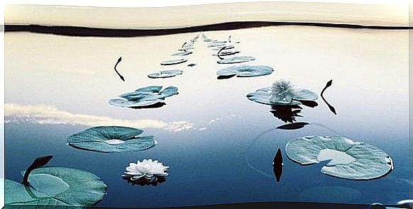 Way of water lilies