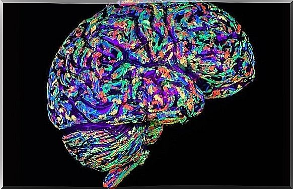 Cross section of brain