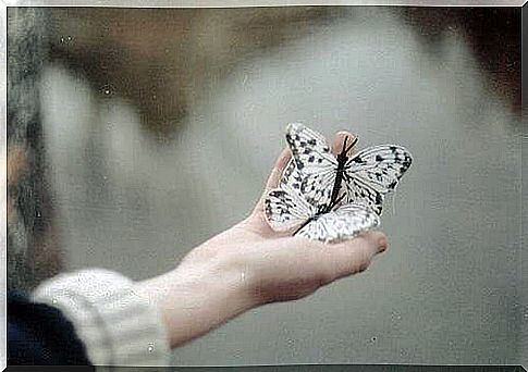 Butterfly in hand