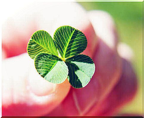 Lucky with four-leaf clover