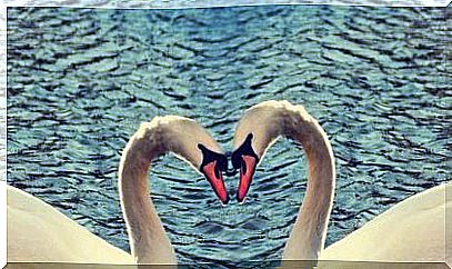 Swans