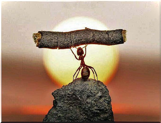 Ant lifting twig