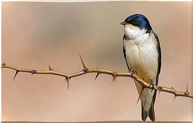 Swallow