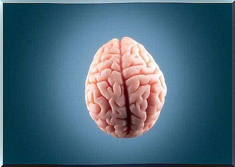 Why is there so much fat in the brain?